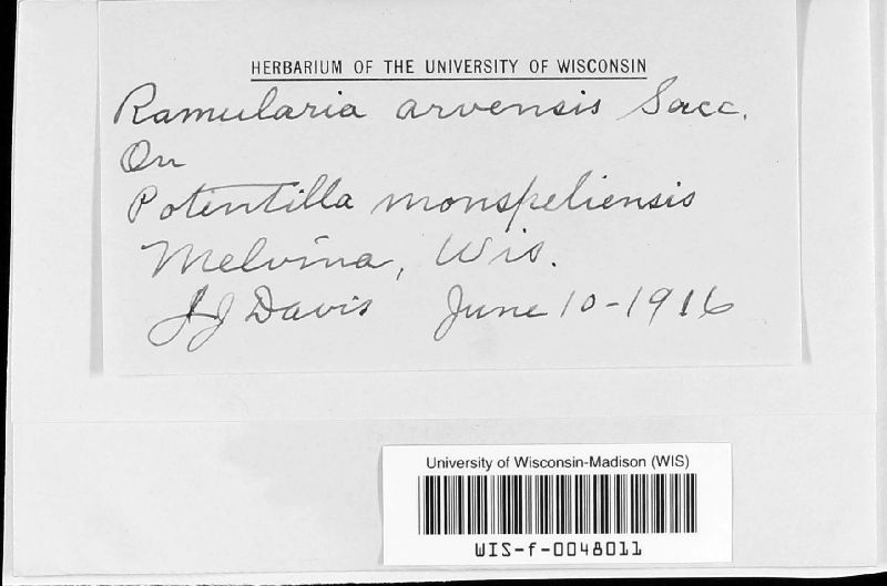 Ramularia arvensis image