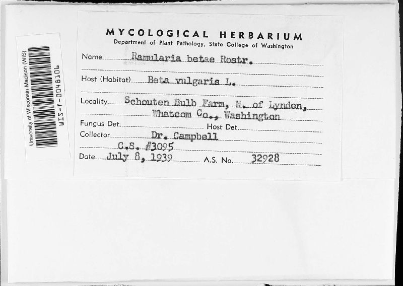 Ramularia betae image
