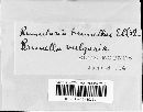 Ramularia brunellae image