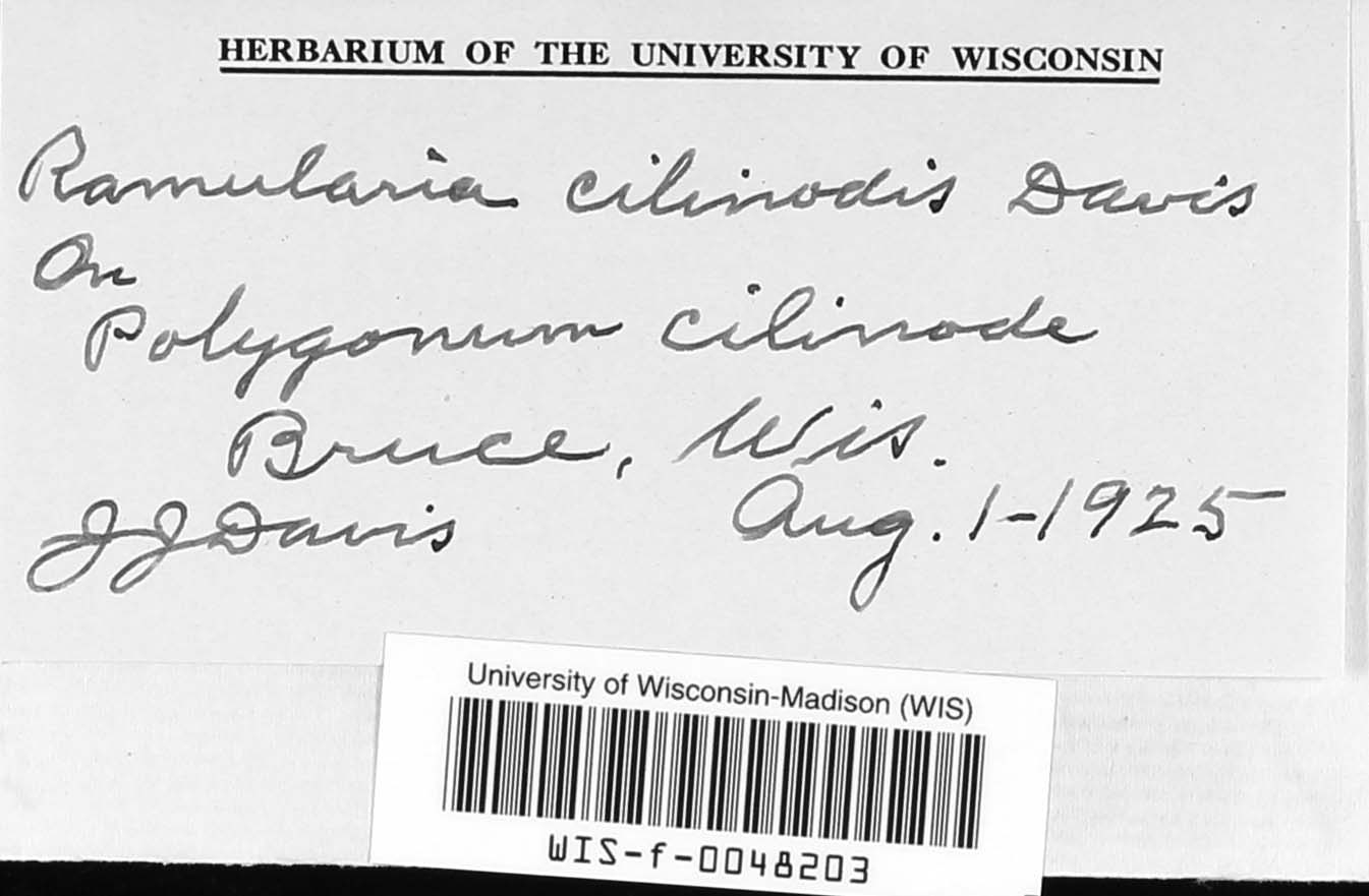 Ramularia cilinodis image