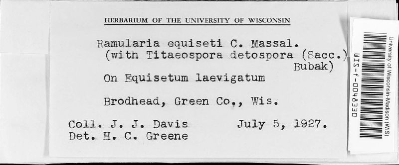 Ramularia equiseti image