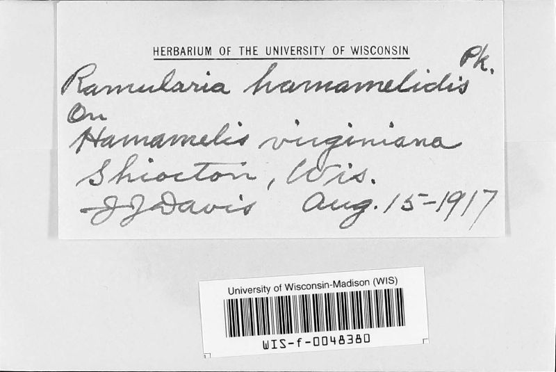 Ramularia hamamelidis image