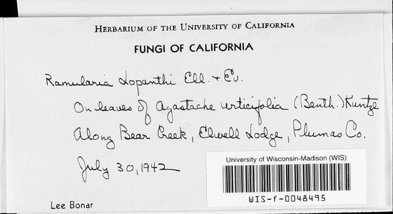 Ramularia lophanthi image