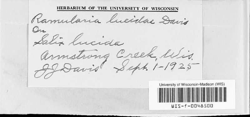Ramularia lucidae image