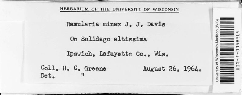 Ramularia minax image