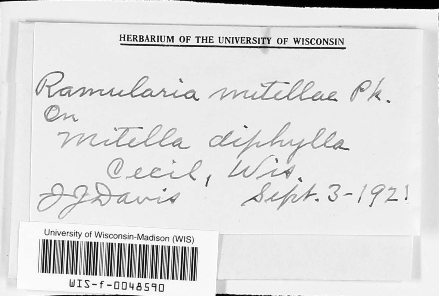Ramularia mitellae image