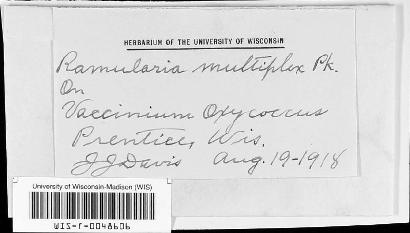 Ramularia multiplex image