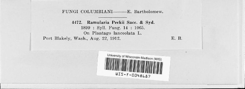 Ramularia peckii image