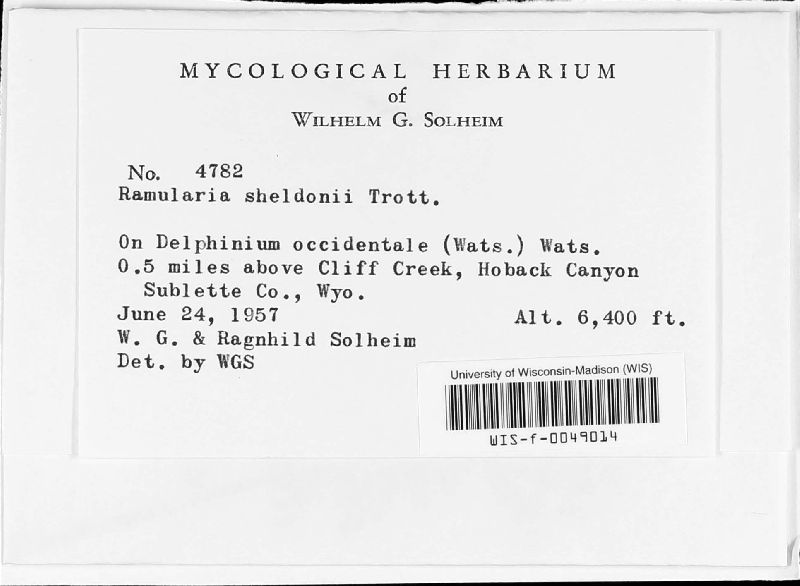 Ramularia sheldonii image