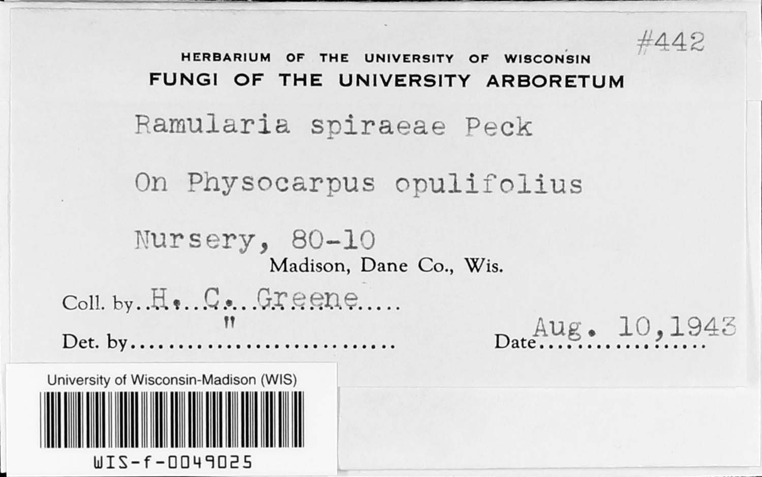 Ramularia spiraeae image