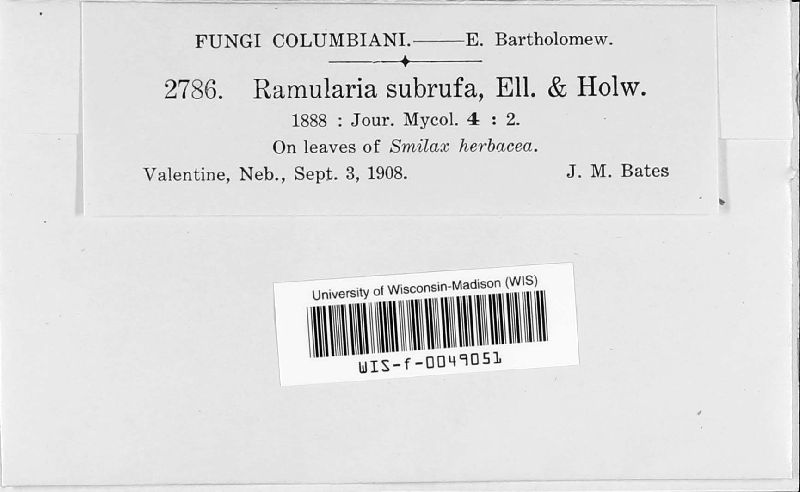 Ramularia subrufa image