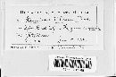 Mycosphaerella fragariae image