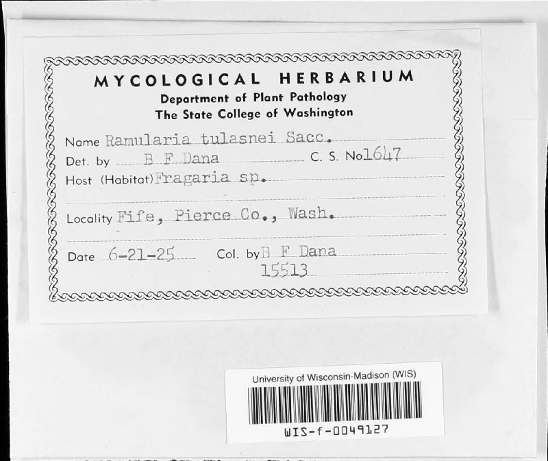 Mycosphaerella fragariae image