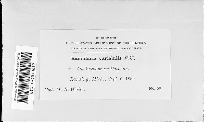Ramularia image