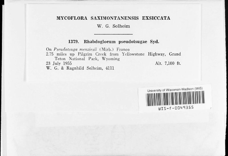 Rhabdogloeum pseudotsugae image