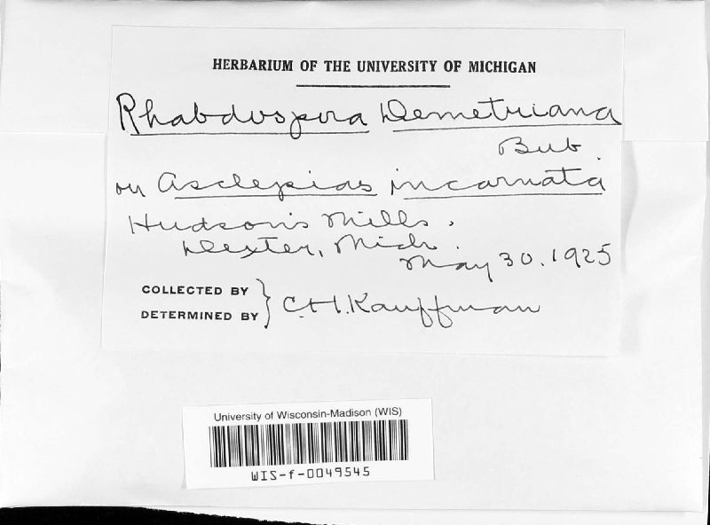 Rhabdospora demetriana image