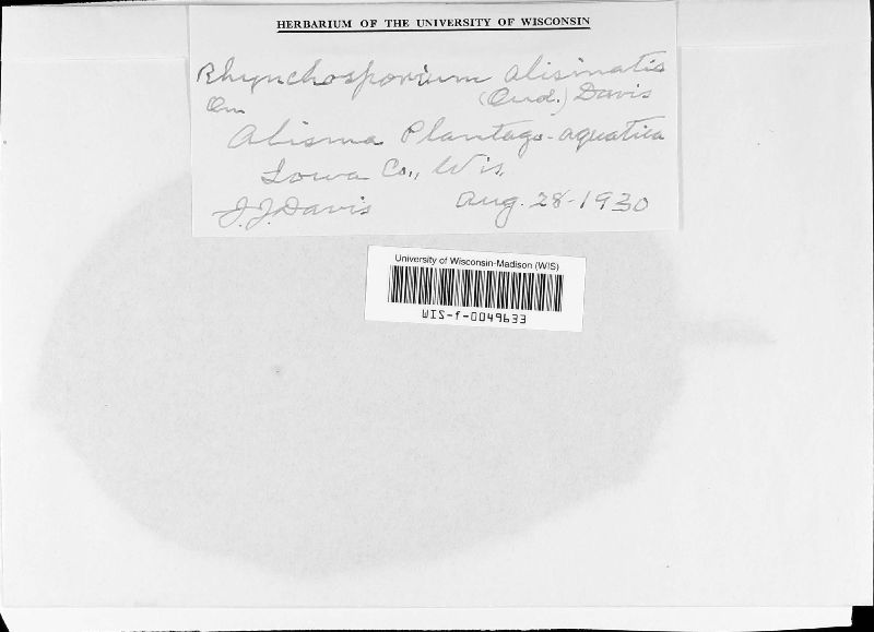 Plectosphaerellaceae image