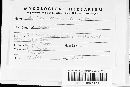 Rhytisma acerinum image