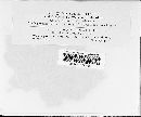 Rhytisma punctatum image