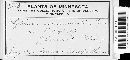 Rhytisma salicinum image
