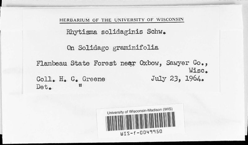 Rhytisma solidaginis image