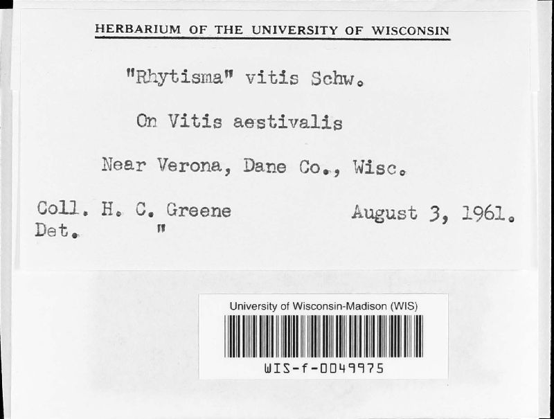 Rhytisma vitis image
