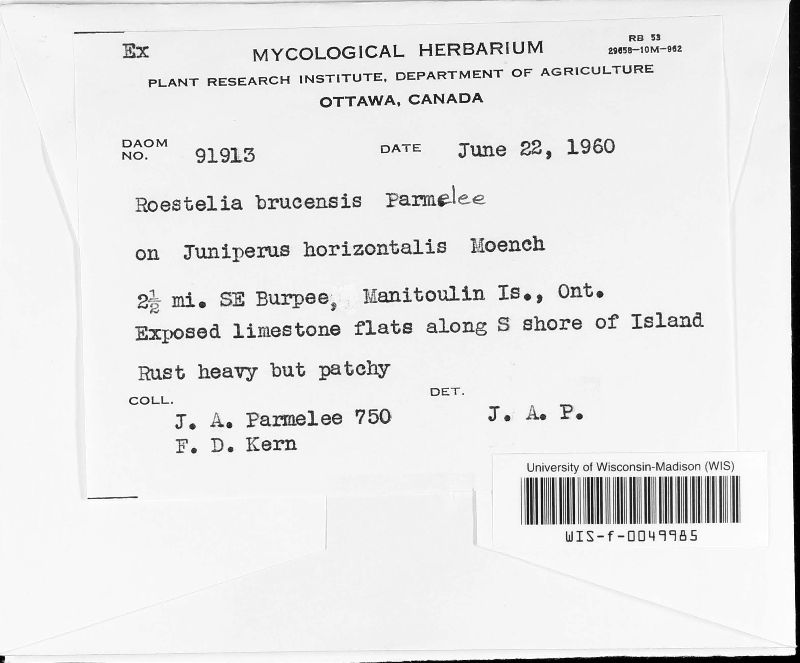 Roestelia brucensis image