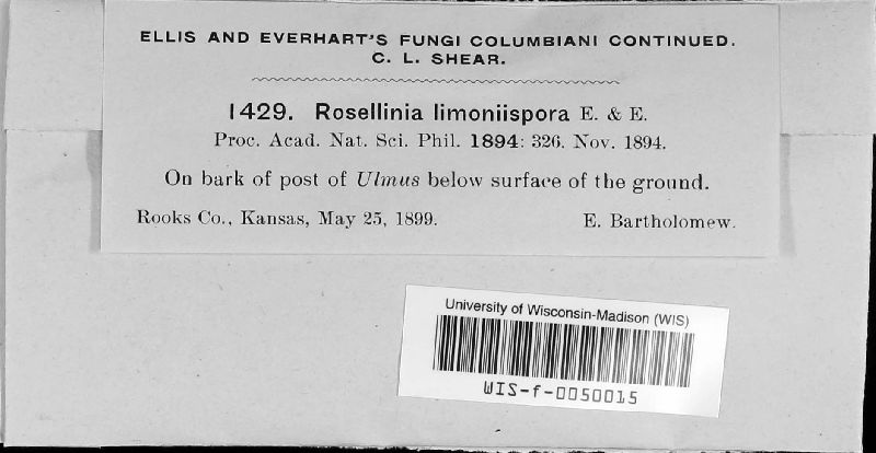 Rosellinia limoniispora image