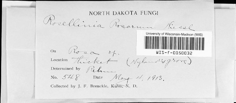 Rosellinia rosarum image