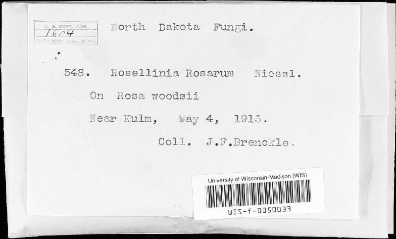 Rosellinia rosarum image