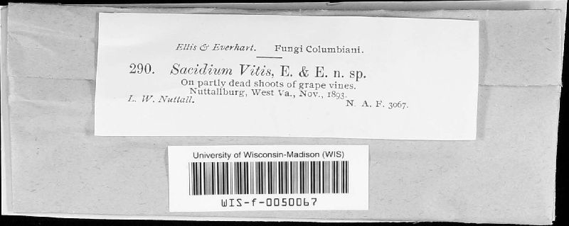 Sacidium vitis image