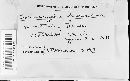 Microstoma floccosum image