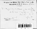 Schizonella melanogramma image