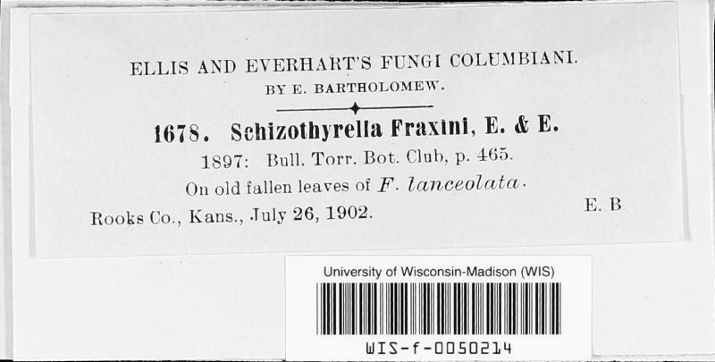 Schizothyrella fraxini image