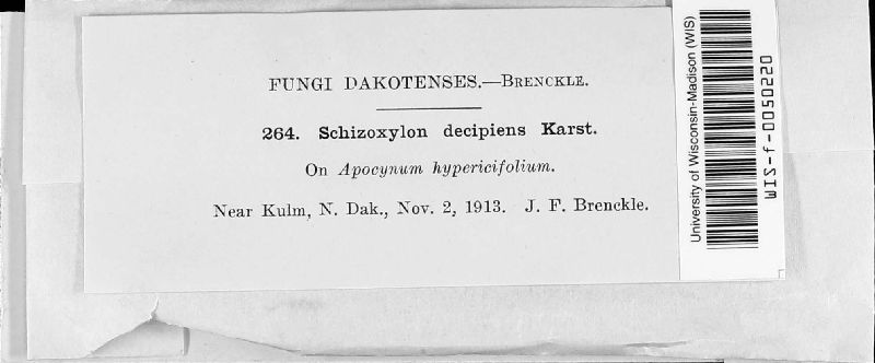 Schizoxylon decipiens image