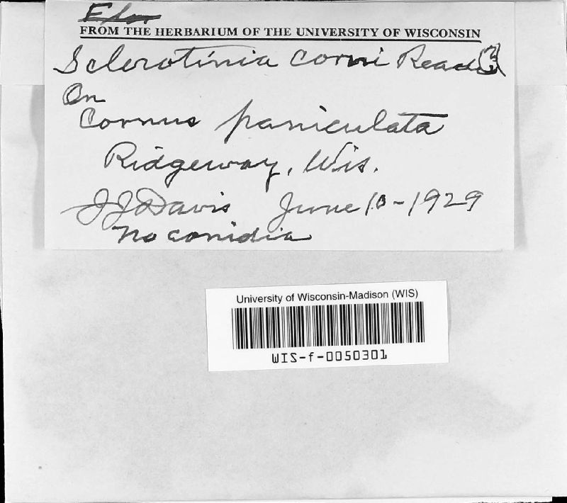 Sclerotinia corni image