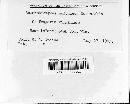 Sclerotiomyces colchicus image