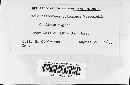 Sclerotiomyces colchicus image