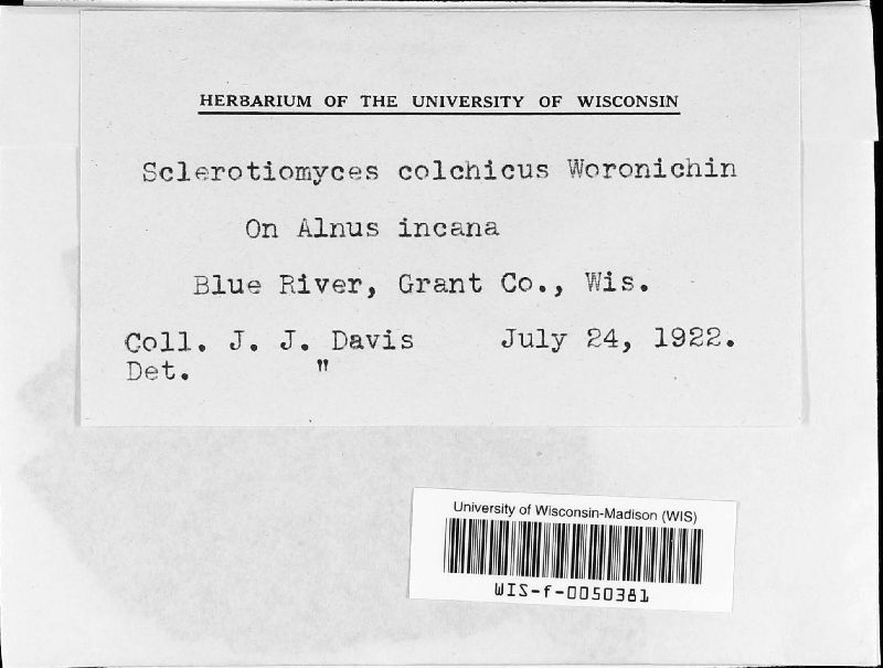 Sclerotiomyces colchicus image