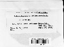 Sclerotiomyces colchicus image
