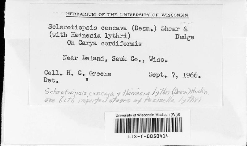 Pilidium concavum image