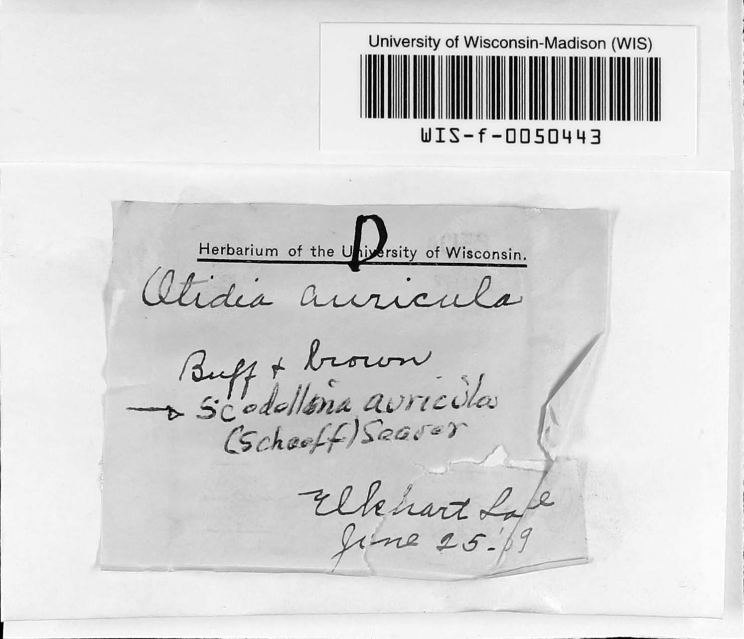 Scodellina auricula image