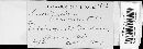 Scolicotrichum graminis image