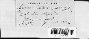 Scolicotrichum graminis image
