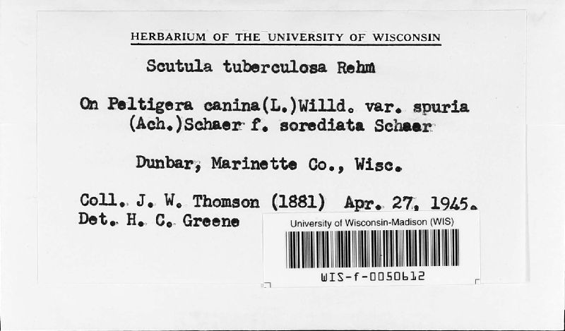 Scutula tuberculosa image