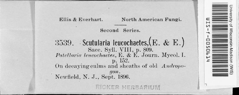 Scutularia leucochaete image
