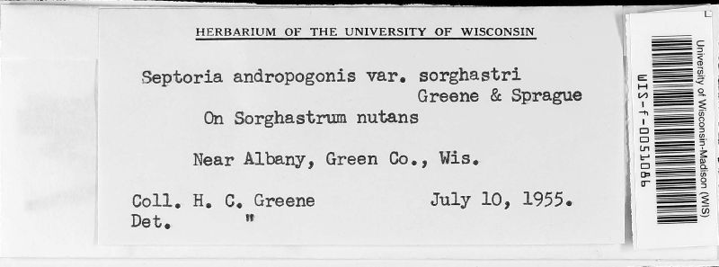 Septoria andropogonis var. sorghastri image
