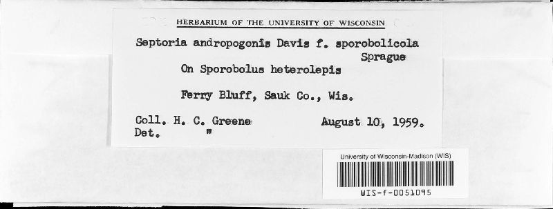 Septoria andropogonis f. sporobolica image