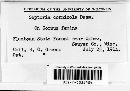 Septoria cornicola image