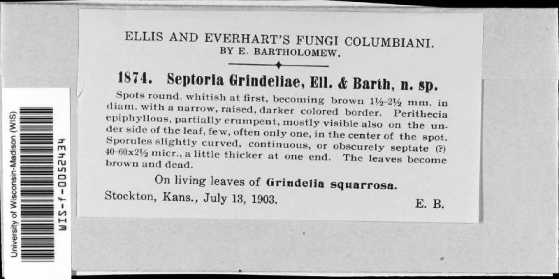 Septoria grindeliae image